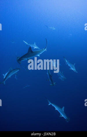 Schule Hammerhaie (Sphyrna lewini), Unterwasser, Roca Partida, Colima, Mexiko Stockfoto