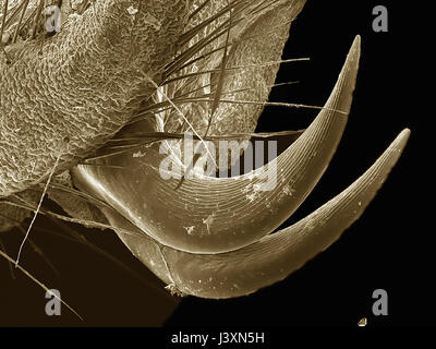 Tarsal Krallen eines dobsonfly (Megaloptera: Corydalidae) in einem Rasterelektronenmikroskop abgebildet Stockfoto
