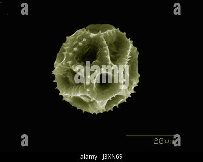 Löwenzahn pollen abgebildet in einem Rasterelektronenmikroskop Stockfoto