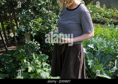 Den mittleren Abschnitt der jungen Frau Kommissionierung frische Zucchini im Garten Stockfoto