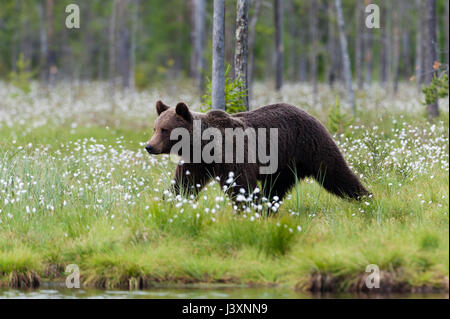 Europäischer Braunbär, Wandern im Wald am See Stockfoto