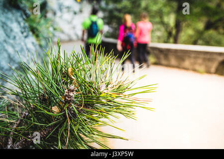 Kiefer Blatt mit Menschen wandern / walking im Hintergrund. Geringe Schärfentiefe mit der Kiefer bleibt im Fokus. Stockfoto