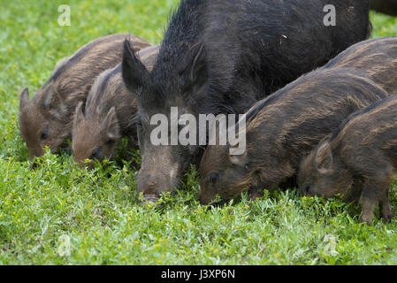 Wildschwein Sau und Ferkel, Bowland Wildschwein Park, Chipping, Lancashire. Stockfoto