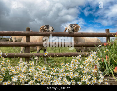 Swaledale Rams mit Zaun und Blumen, Longnor, Staffordshire. Stockfoto