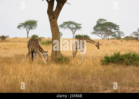 Giraffe Stockfoto