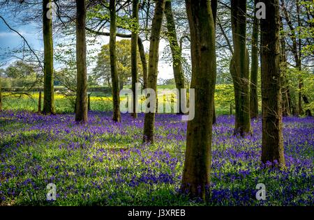 Bluebells und Landschaft in der Nähe von Knott Wood, Redbourn, St. Albans, Herts, Großbritannien Stockfoto
