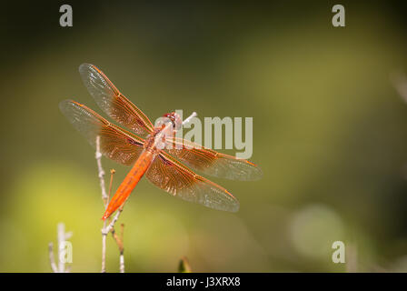 Orange Libelle ruht auf kleinen Zweig. Stockfoto