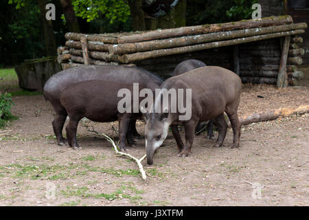 Gruppe von brasilianischen Tapire Essen Holz im Außenbereich Stockfoto