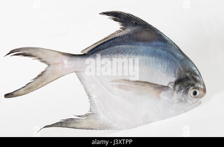 Single Weiß oder Silber Butterfische Fisch Stockfoto