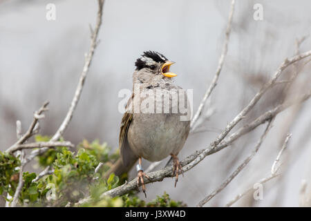 Weiß – Crowned Sparrow (Zonotrichia Leucophrys) Erwachsenen Pfeifen. Stockfoto