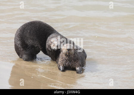 Verspielte Seeotter Stockfoto