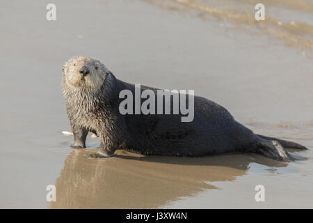 Sea Otter kommt aus dem Wasser zur Mittagszeit Rast. Stockfoto