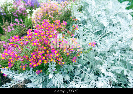 Schöne leuchtend rosa und gelben Blüten und hellgrüne Blätter dekorieren Anlage-Hintergrund Stockfoto