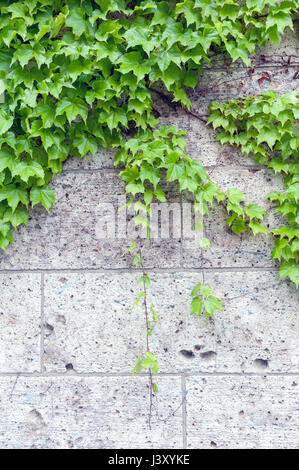 Efeu oder Hedera kriechend an Wand Stockfoto