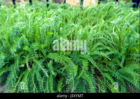 Üppige Blätter des gemeinsamen Schafgarbe (Achillea Millefolium) wachsen in Kräuter Garten Stockfoto