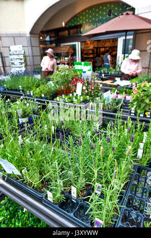 Kobe, Japan - April 2016: Heilpflanzen bei pflanzlichen Markt, Nunobiki Kräutergarten am Berg Rokko in Kobe, Japan verkauft Stockfoto