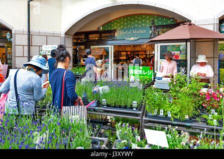 Kobe, Japan - April 2016: Heilpflanzen bei pflanzlichen Markt, Nunobiki Kräutergarten am Berg Rokko in Kobe, Japan verkauft Stockfoto