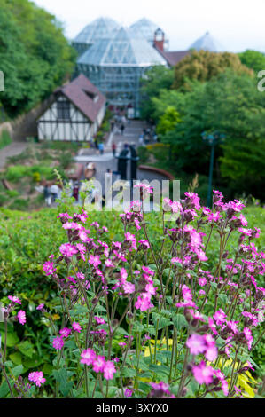 Kobe, Japan - April 2016: Rosa Blüten an Nunobiki Kräutergarten am Berg Rokko in Kobe, Japan Stockfoto