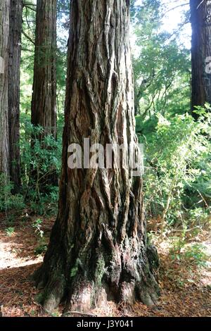 New Zealand RedWood, Mount Bruce Wildlife Sanctuary, Masterton, Nordinsel, Neuseeland Stockfoto