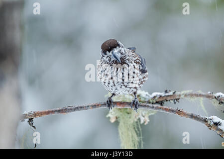 Der gefleckte Nussknacker, eurasische Nussknacker oder nur Nussknacker, lateinische Name Nucifraga Caryocatactes, thront auf einem Baum im winter Stockfoto