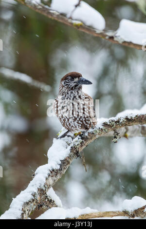 Die gefleckte Nussknacker, eurasische Nussknacker oder nur Nussknacker, lateinischer Name Nucifraga Caryocatactes, thront auf einem Baum im Winter mit Schnee fällt Stockfoto