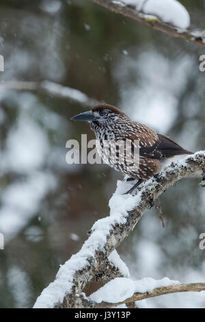 Die gefleckte Nussknacker, eurasische Nussknacker oder nur Nussknacker, lateinischer Name Nucifraga Caryocatactes, thront auf einem Baum im Winter mit Schnee fällt Stockfoto