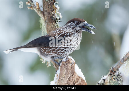 Die gefleckte Nussknacker, eurasische Nussknacker oder nur Nussknacker, lateinischer Name Nucifraga Caryocatactes, thront auf einem Baum im Winter mit Schnee fällt Stockfoto