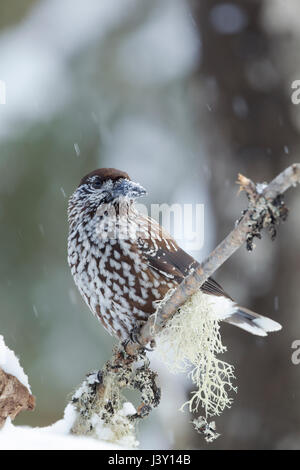 Die gefleckte Nussknacker, eurasische Nussknacker oder nur Nussknacker, lateinischer Name Nucifraga Caryocatactes, thront auf einem Baum im Winter mit Schnee fällt Stockfoto