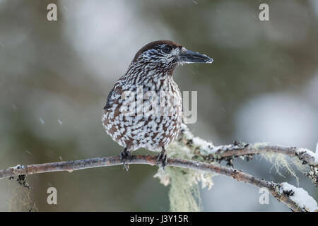 Die gefleckte Nussknacker, eurasische Nussknacker oder nur Nussknacker, lateinischer Name Nucifraga Caryocatactes, thront auf einem Baum im Winter mit Schnee fällt Stockfoto