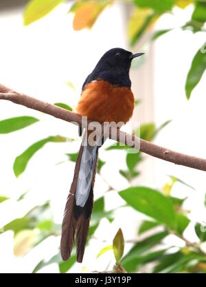 Southeast Asian White-Psephotus Shama Männchen (Copsychus Malabaricus), von Indien bis Indochina und Indonesien. Stockfoto