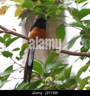 Southeast Asian White-Psephotus Shama Männchen (Copsychus Malabaricus), von Indien bis Indochina und Indonesien. Stockfoto