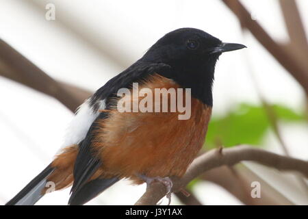 Southeast Asian White-Psephotus Shama Männchen (Copsychus Malabaricus), von Indien bis Indochina und Indonesien. Stockfoto