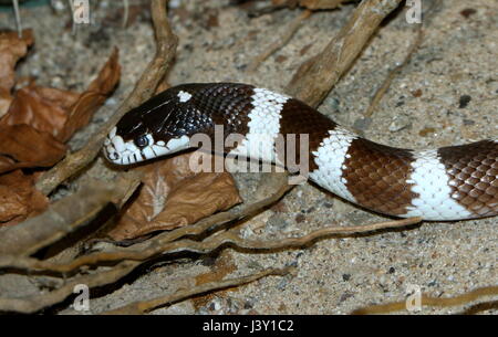 Schwarz / weiß California Kingsnake (Lampropeltis Californiae, Lampropeltis Getula Californiae) in Nahaufnahme Stockfoto