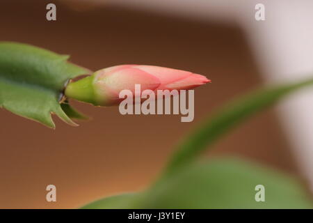 Geschlossene Blüte der Weihnachtskaktus Schlumbergera Spezies. Stockfoto