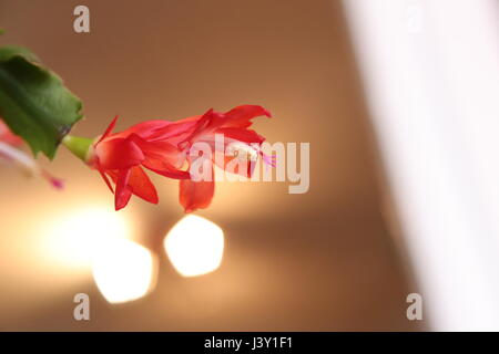 Blüte der Weihnachtskaktus Schlumbergera Spezies. Stockfoto