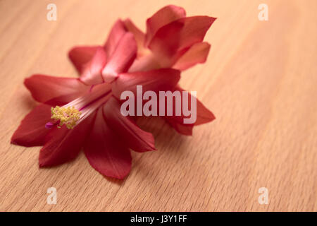 Blüte der Weihnachtskaktus Schlumbergera Spezies, liegend auf Buchenholz. Stockfoto