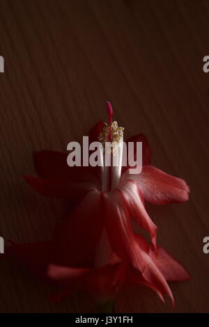 Blüte der Weihnachtskaktus Schlumbergera Spezies, auf Buchenholz in ungewöhnlichen Seitenbeleuchtung liegen. Stockfoto