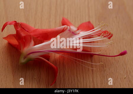 Querschnitt der Blüte der Weihnachtskaktus Schlumbergera Spezies. Stockfoto