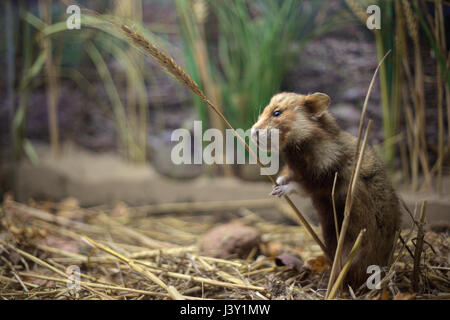 Europäischer Hamster (Cricetus Cricetus) mit einem Weizen-Stamm. Stockfoto