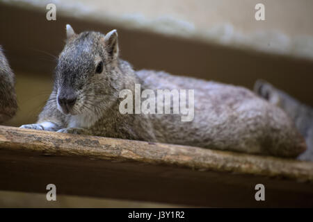 Rock Cavia (Kerodon Rupestris) sitzen auf einem Holzbrett. Stockfoto