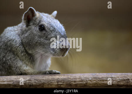 Rock Cavia (Kerodon Rupestris) sitzen auf einem Holzbrett. Stockfoto