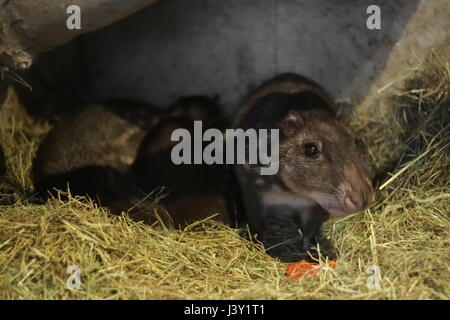 Tiefland Paca (Cuniculus Paca) auf Stroh Boden. Stockfoto