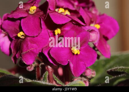 Usambaraveilchen (Saintpaulia Ionantha) Blüten mit lebendigen Farben. Stockfoto