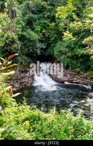 Kleiner Wasserfall in den Akaka Falls State Park auf Big Island, Hawaii, USA. Stockfoto