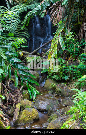 Kleiner Wasserfall in den Akaka Falls State Park auf Big Island, Hawaii, USA. Stockfoto