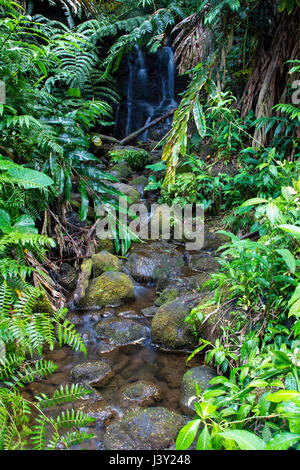 Kleiner Wasserfall in den Akaka Falls State Park auf Big Island, Hawaii, USA. Stockfoto