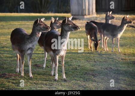 Herde von europäischen Reh (Capreolus Capreolus). Stockfoto