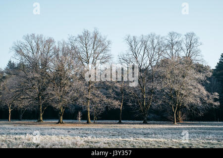 Frost bedeckt Bäume im Morgenlicht. Norfolk, Großbritannien. Stockfoto