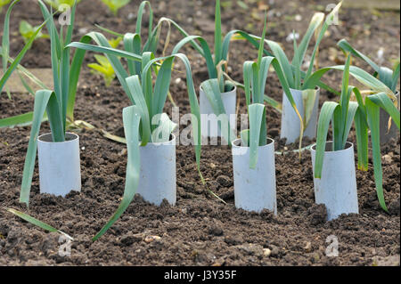 Lauch, Allium Ampeloprasum wächst in Kunststoffrohren zu blanchieren und verlängern die Stielen in ein Gemüse Garten, verschiedene Musselburgh. Stockfoto