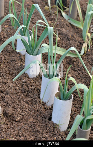Lauch, Allium Ampeloprasum wächst in Kunststoffrohren zu blanchieren und verlängern die Stielen in ein Gemüse Garten, verschiedene Musselburgh. Stockfoto